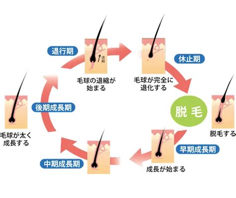 マルチーズの抜け毛：原因と対策を徹底解説