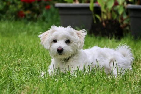 マルチーズの散歩：愛犬との楽しいひとときを過ごすためのガイド