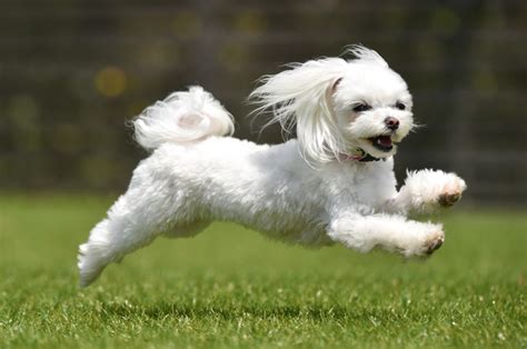 マルチーズ：長髪で美しいシングルコートの犬種