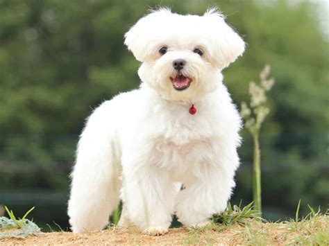 マルチーズ 成犬の飼い方 ガイド