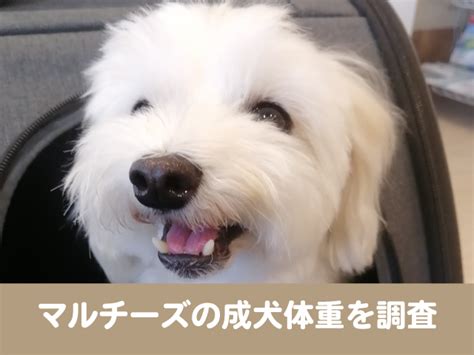 マルチーズ 成犬を健康で幸せに育てるための包括ガイド