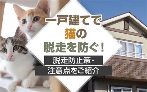 マンションで愛猫の脱走を絶対防ぐ！完全対策ガイド