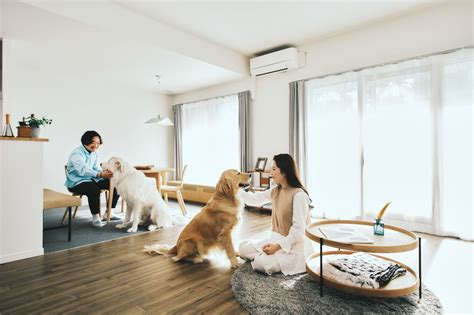 マンションと犬：賃貸物件でペットと快適に暮らすためのガイド