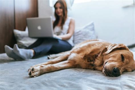 マンションにおける犬の飼育：快適な住宅生活のために