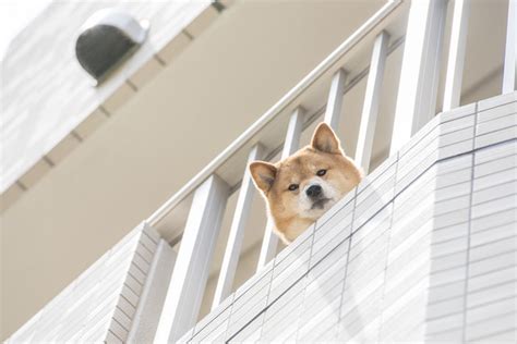 マンションのベランダで犬を飼うための完全ガイド