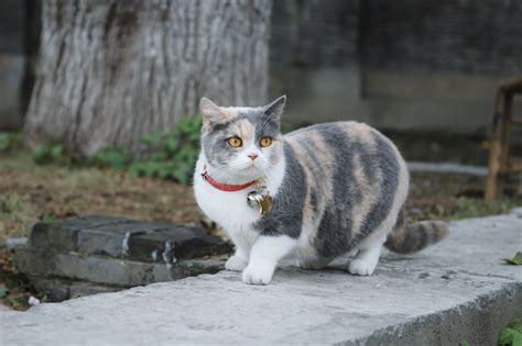 マンチカン: キュートで 愛らしい短足猫の魅力