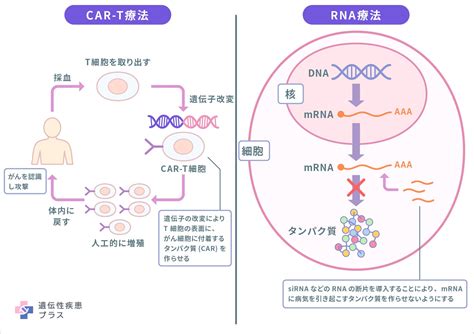 マンチカンの遺伝的疾患とその治療法