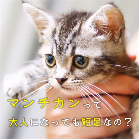 マンチカン成猫についての包括的なガイド