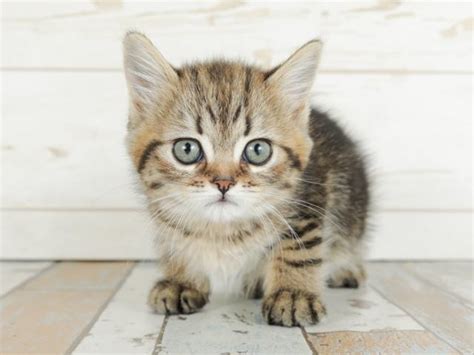 マンチカン成猫の特徴