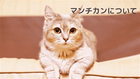 マンチカン の飼い方