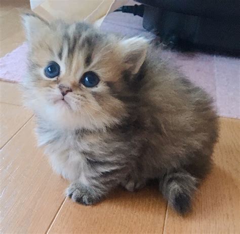 マンチカン ロングヘアのすべて：ふわふわキュートな相棒のお迎えガイド