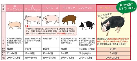 マンチキンとは：品種の特徴、歴史、飼育のポイント