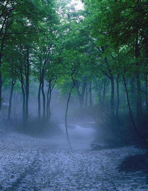 ミスト山形：山形県の霧に包まれた美しい秘境