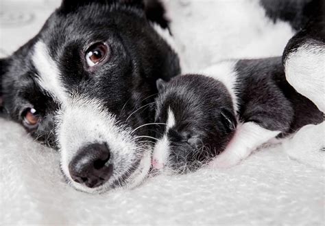 ミックス犬の妊娠に関する完全ガイド