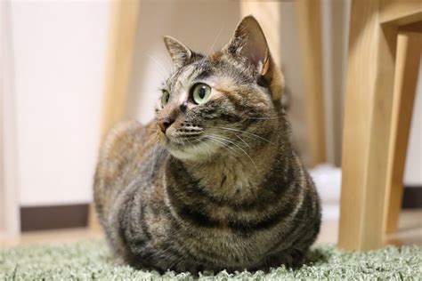 ミックス猫: 混血猫の魅力と飼育のポイント