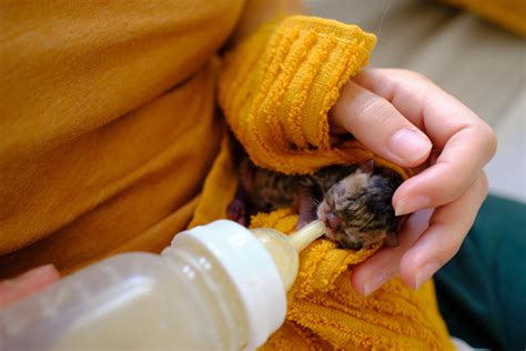 ミルク ボランティア 東京：困っている子猫を助けるためのガイド