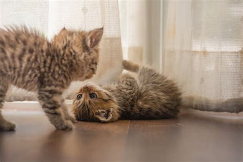 メスの仔猫のすべて：お手入れ、品種、性格など