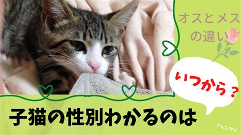 メスの仔猫のすべて：ケアガイド、健康、しつけ