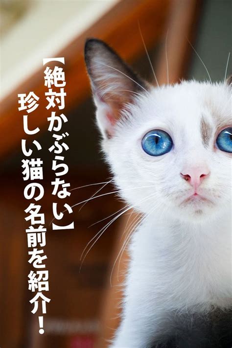 ユニークで面白い猫の名前