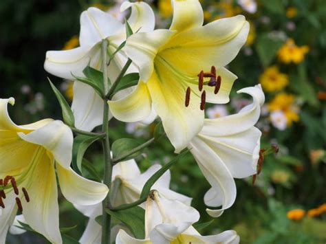 ユリウスの花: 美しく魅惑的なユリの世界へ