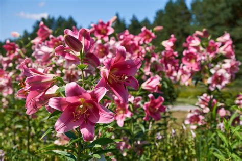 ユリウスの花の特徴