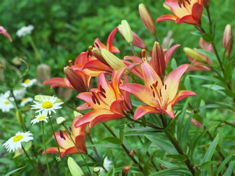 ユリウスの花：咲き誇る美と多様性