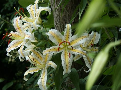 ユリウス 花の種類