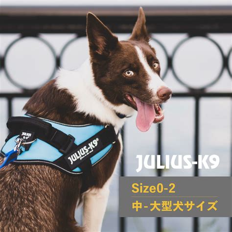 ユリウス K9 のサイズガイド：適切なハーネスの選び方