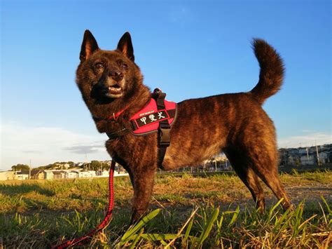 ユリウス K9 ハーネスの適切な装着方法とそのメリット