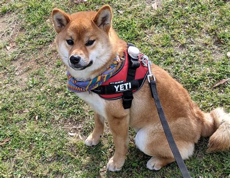 ユリウス K9 柴犬: 一生を共にする忠実な仲間