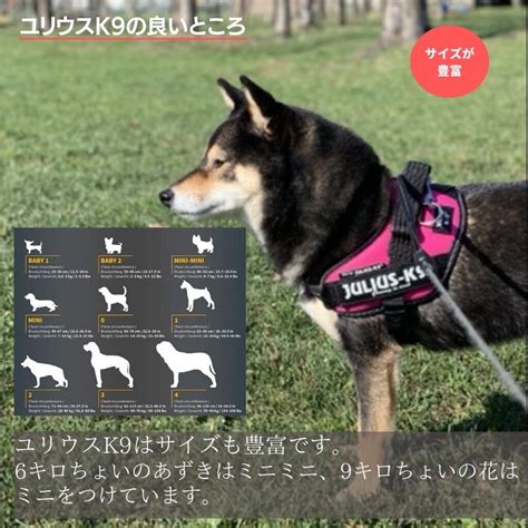 ユリウス K9 柴犬サイズの決定ガイド：快適さと安全性を確保する