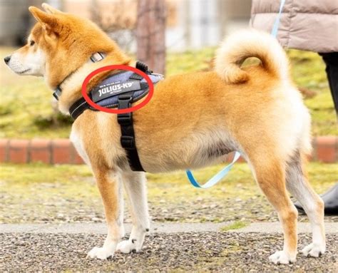 ユリウス K9 柴犬：愛犬家のための究極の愛犬具