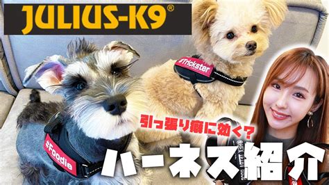 ユリウス k9 引っ張り