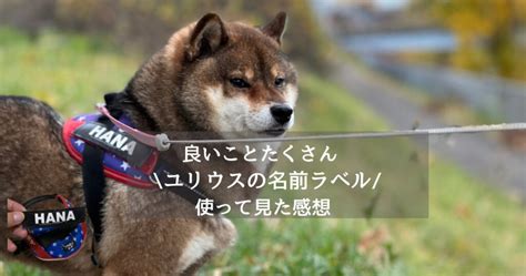 ユリウス k9 柴犬は最高の相棒になるための完全ガイド