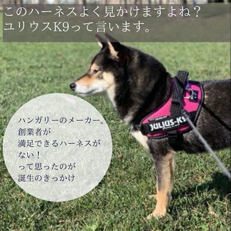 ユリウスK9って？