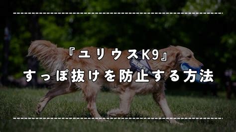 ユリウスk9の引っ張り対策で愛犬との散歩が快適に