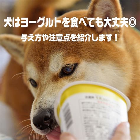 ヨーグルト犬のメリット