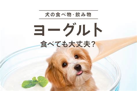 ヨーグルト犬：愛犬の健康と幸福への贈り物