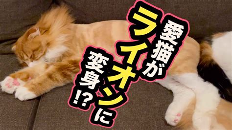 ライオンカットで愛猫をスタイリッシュに変身！