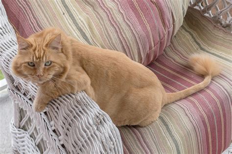 ライオンカットの猫の魅力と飼い方