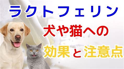 ラクトフェリンの効果で猫の健康を守る