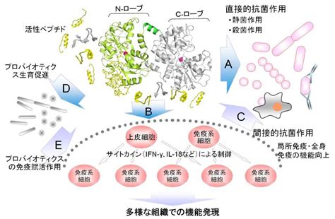 ラクトフェリンの抗菌・抗ウイルス作用