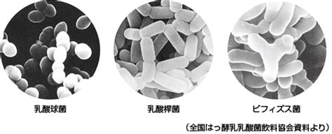 ラクト乳酸菌とは何か？