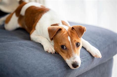 ラッセル・テリアの飼い方ガイド：初心者からベテランまで必見の包括的な情報