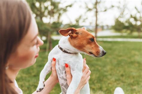 ラッセル犬: 愛らしく忠実な小さな仲間