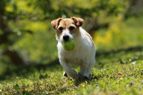 ラッセル犬: 愛情深く、活動的なコンパニオン