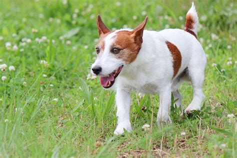 ラッセル犬の特徴