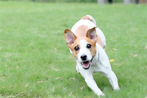 ラッセル犬：活気と愛情に満ちた最高の家庭犬