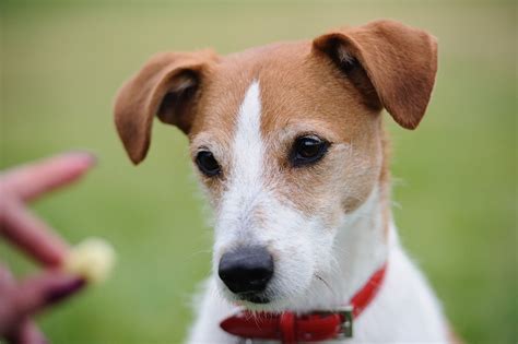 ラッセル犬：魅力的なコンパニオンとしての特徴、飼育方法、トレーニング