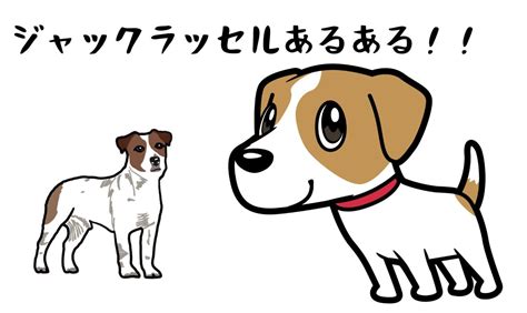 ラッセル テリアのすべて：魅力と特徴から飼育方法、価格まで